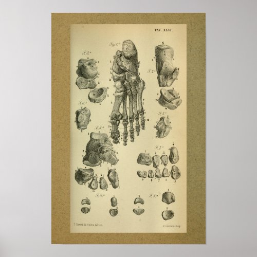 1850 Vintage Anatomy Print Foot Ankle