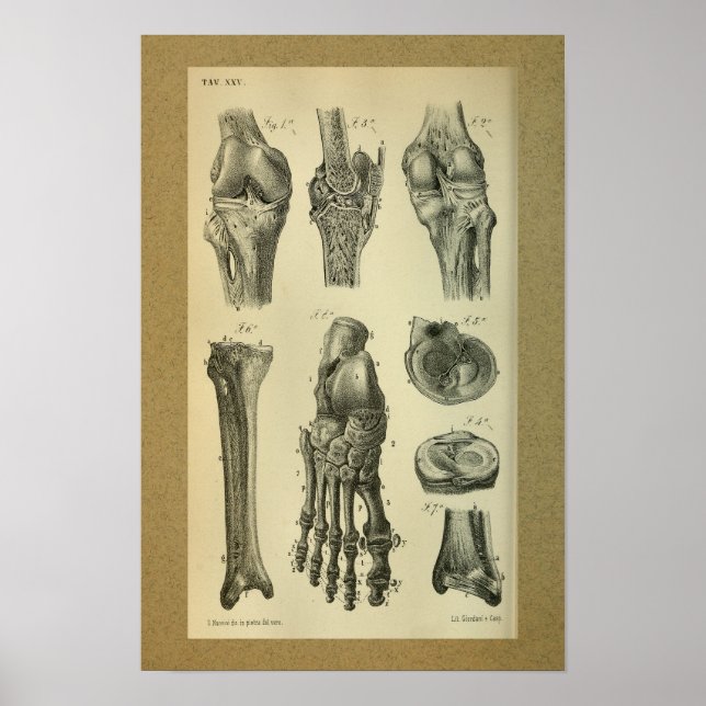 1850 Vintage Anatomy Print Foot Knee (Front)