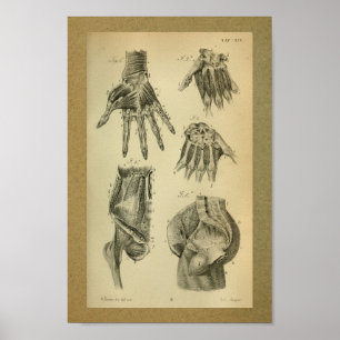 1850 Vintage Anatomy Print Hand Muscles