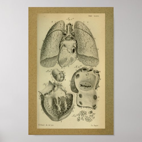 1850 Vintage Anatomy Print Heart Lungs