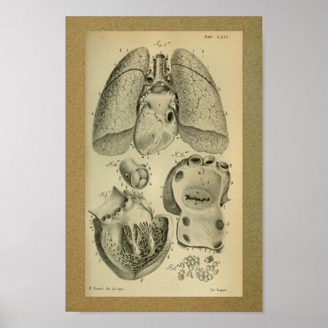 1850 Vintage Anatomy Print Heart Lungs (Front)