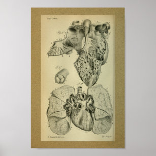 Simple Human Heart - Dual View - Vintage Anatomy Poster Weekender