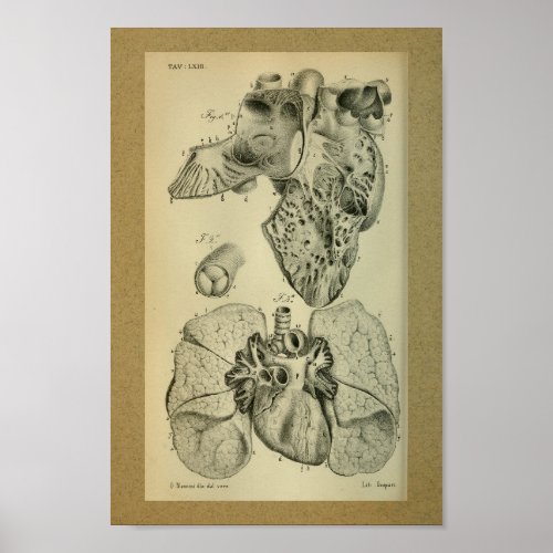1850 Vintage Anatomy Print Heart Lungs