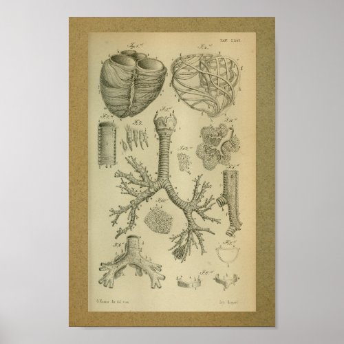 1850 Vintage Anatomy Print Heart Trachea