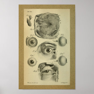 1850 Vintage Anatomy Print Human Eye