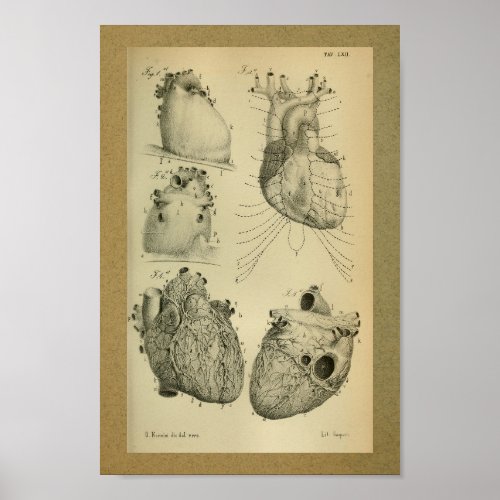 1850 Vintage Anatomy Print Human Heart
