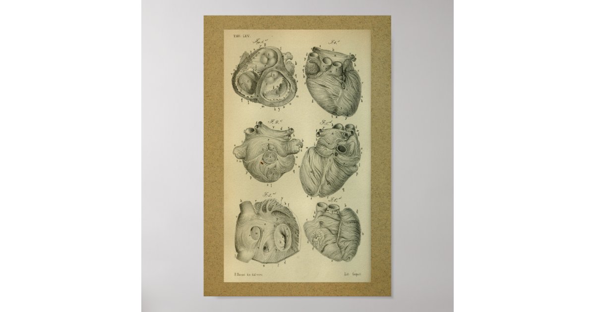 1850 Vintage Anatomy Print Human Heart | Zazzle