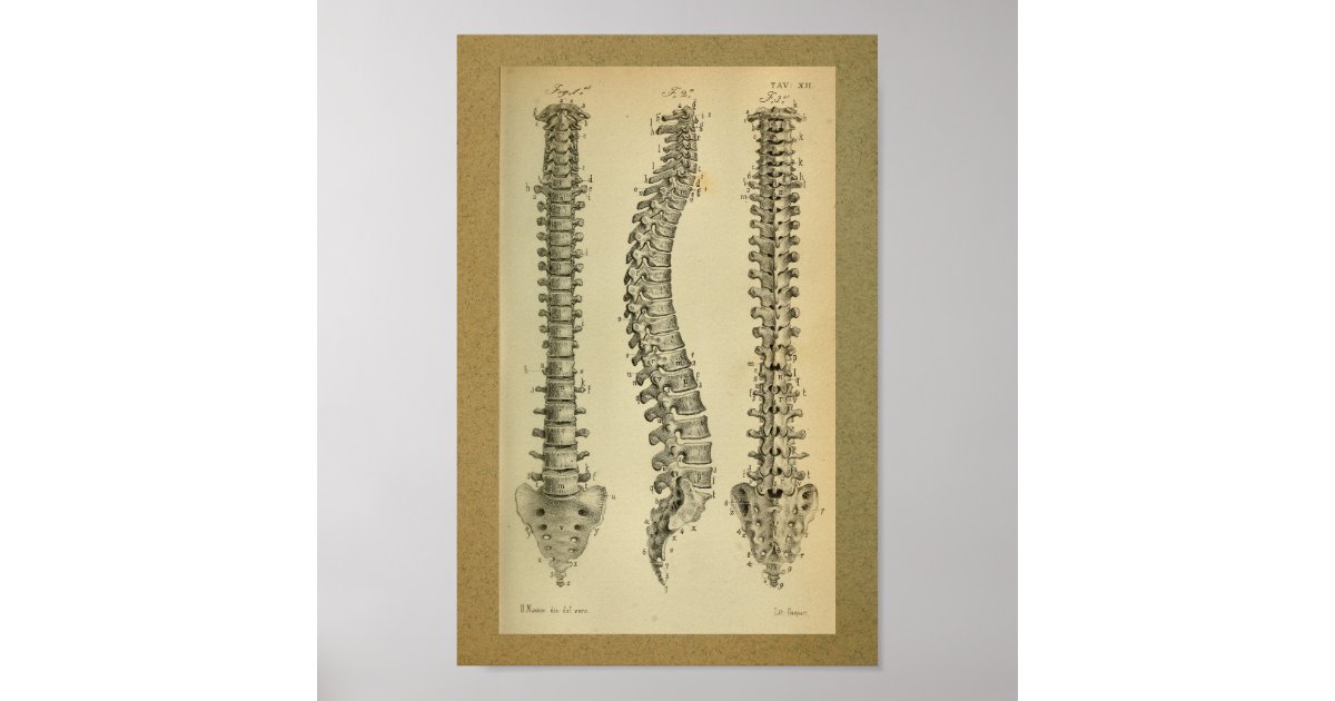 1850 Vintage Anatomy Print Human Spine | Zazzle