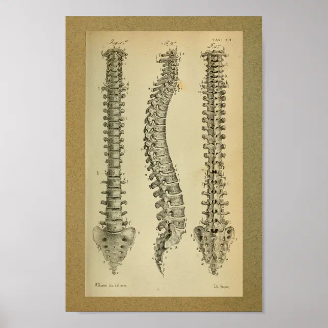 1850 Vintage Anatomy Print Human Spine | Zazzle