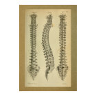 1850 Vintage Anatomy Print Human Spine