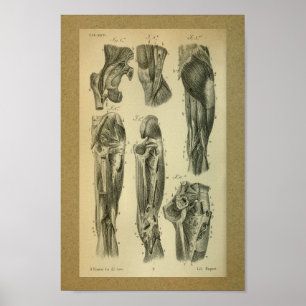 1850 Vintage Anatomy Print Leg Muscles
