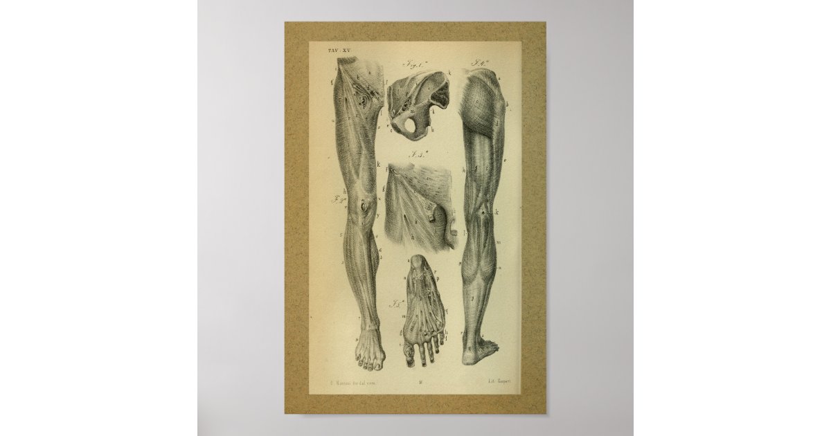 1850 Vintage Anatomy Print Leg Muscles Zazzle Com