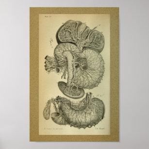 1850 Vintage Anatomy Print Liver Arteries