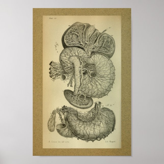 1850 Vintage Anatomy Print Liver Arteries (Front)