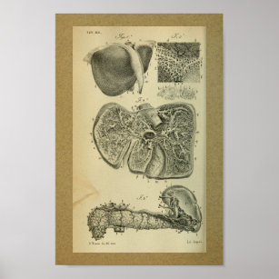 1850 Vintage Anatomy Print Liver Pancreas
