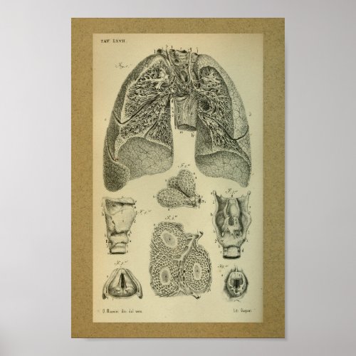 1850 Vintage Anatomy Print Lungs Internal