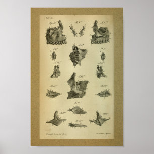 1850 Vintage Anatomy Print Maxilla