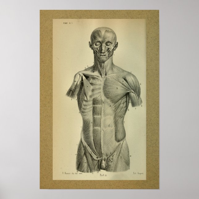 1850 Vintage Anatomy Print Muscles (Front)