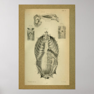 1850 Vintage Anatomy Print Muscles