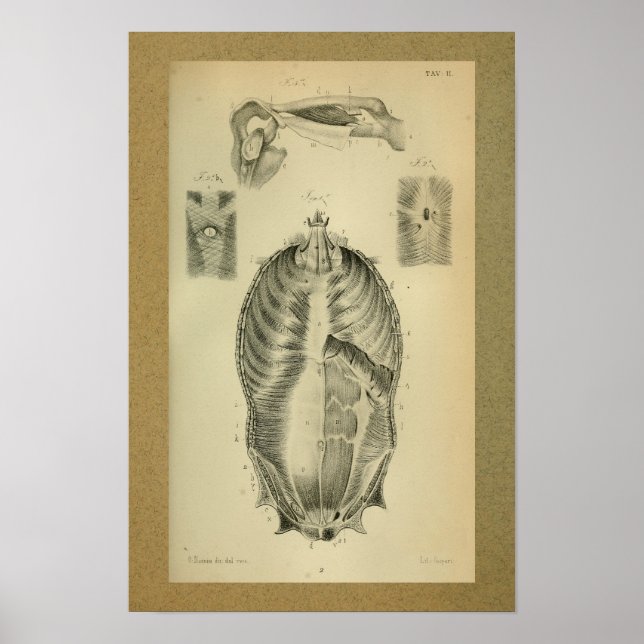 1850 Vintage Anatomy Print Muscles (Front)