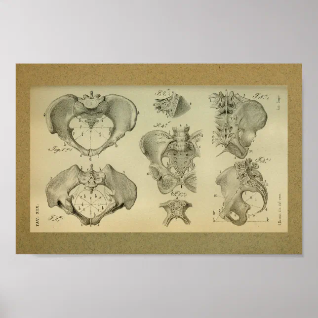 1850 Vintage Anatomy Print Pelvis | Zazzle
