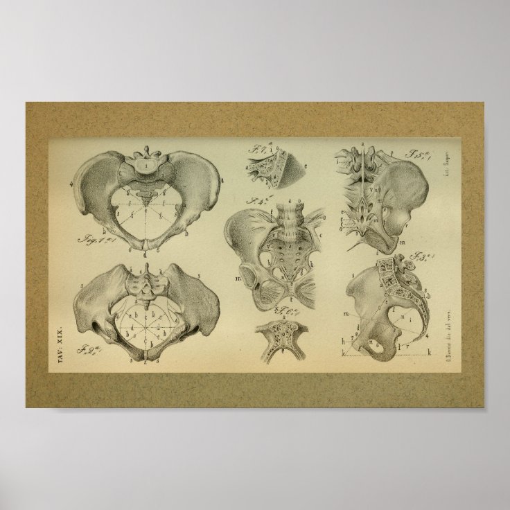 1850 Vintage Anatomy Print Pelvis | Zazzle