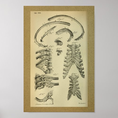 1850 Vintage Anatomy Print Rib Cage