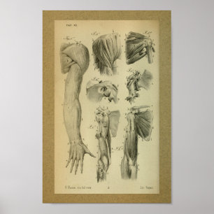1850 Vintage Anatomy Print Shoulder Muscles
