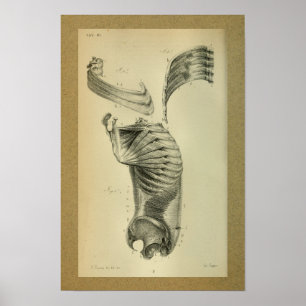 1850 Vintage Anatomy Print Shoulder Muscles