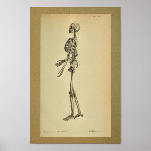 1850 Vintage Anatomy Print Skeleton