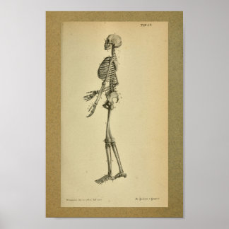 Vintage Skeleton Posters | Zazzle