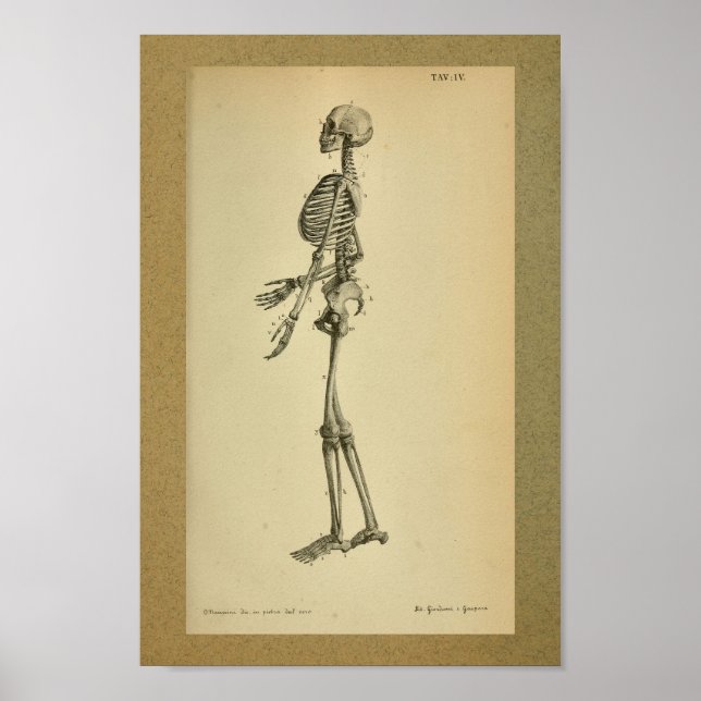 1850 Vintage Anatomy Print Skeleton (Front)