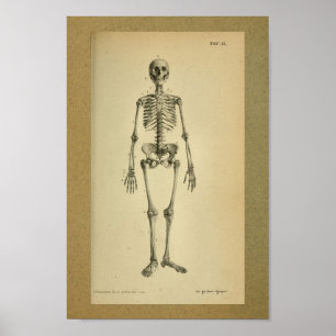 1850 Vintage Anatomy Print Skeleton