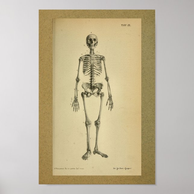 1850 Vintage Anatomy Print Skeleton (Front)