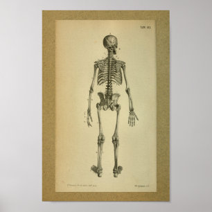 1850 Vintage Anatomy Print Skeleton