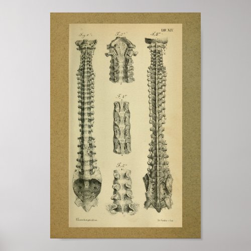 1850 Vintage Anatomy Print Spinal Column