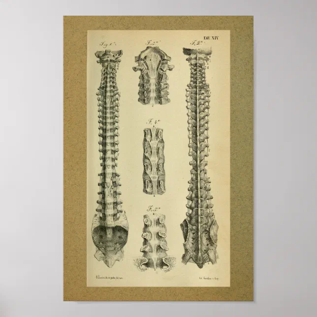 1850 Vintage Anatomy Print Spinal Column | Zazzle