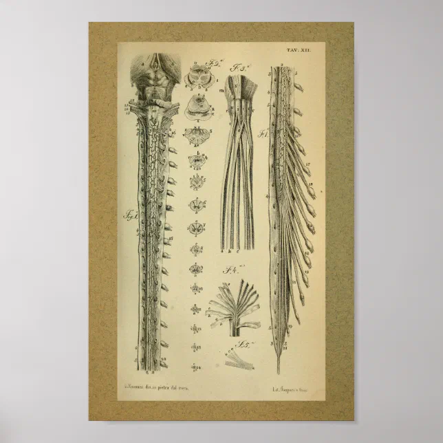 1850 Vintage Anatomy Print Spinal Cord | Zazzle