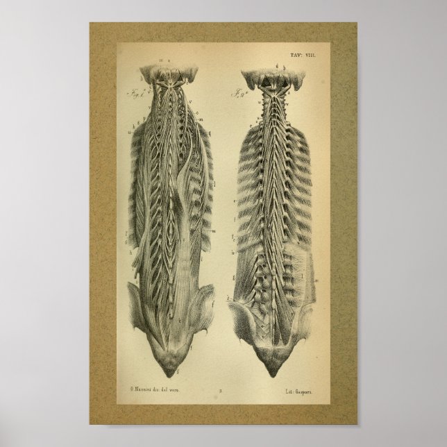 1850 Vintage Anatomy Print Spinal Muscles (Front)