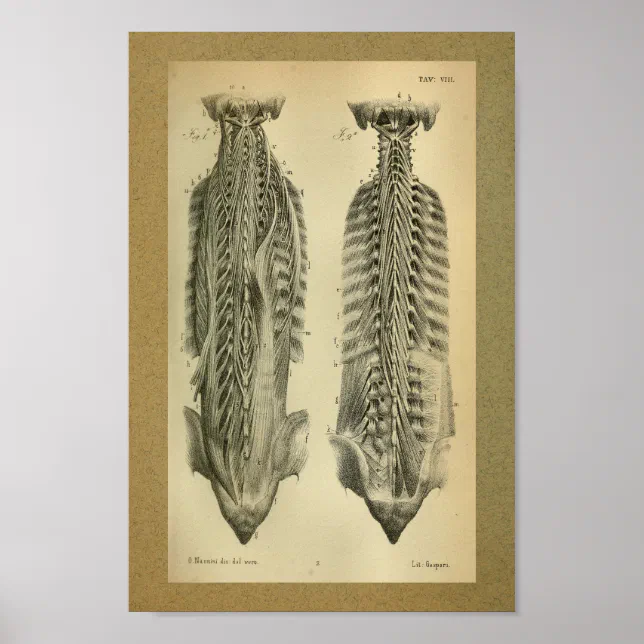 1850 Vintage Anatomy Print Spinal Muscles | Zazzle