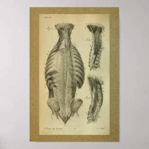 1850 Vintage Anatomy Print Spinal Muscles