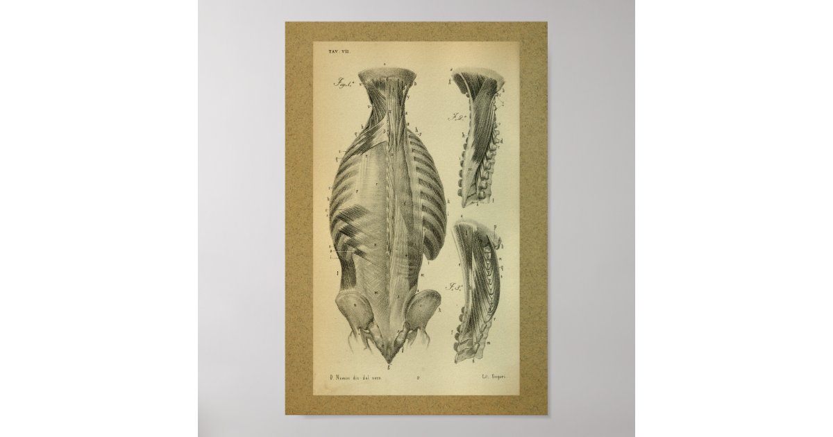 1850 Vintage Anatomy Print Spinal Muscles | Zazzle