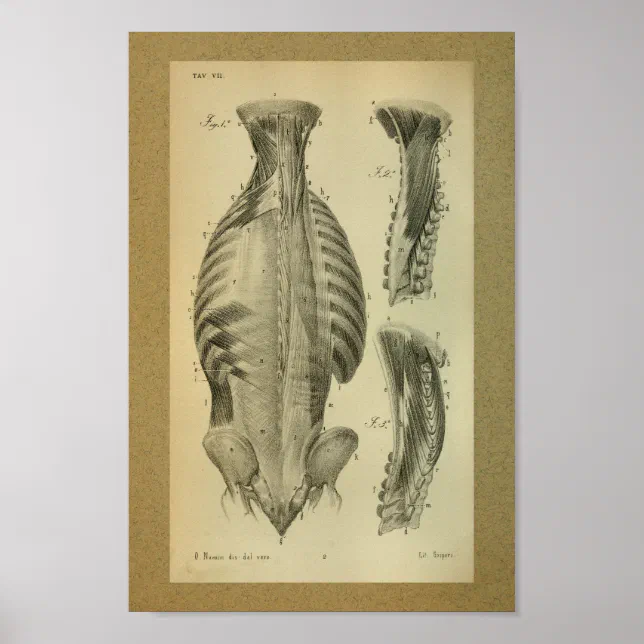 1850 Vintage Anatomy Print Spinal Muscles | Zazzle