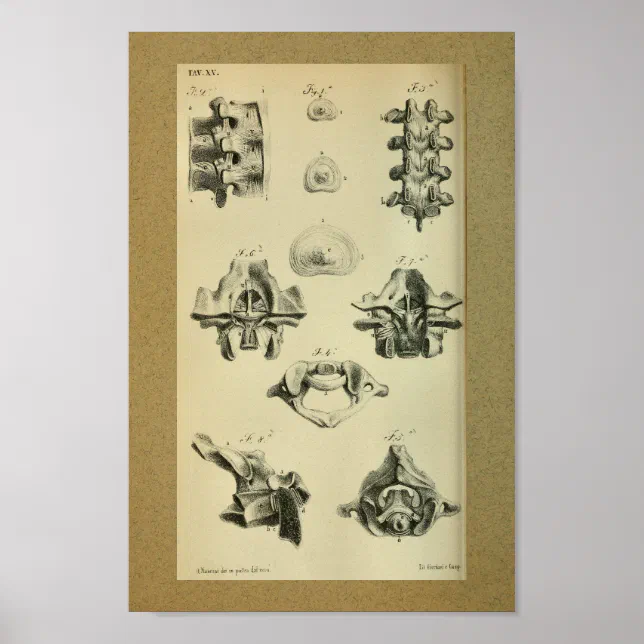 1850 Vintage Anatomy Print Spinal Vertebrae | Zazzle