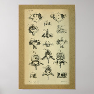 1850 Vintage Anatomy Print Spinal Vertebrae