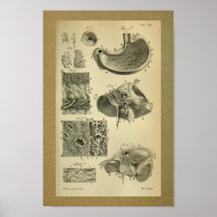 1850 Vintage Anatomy Print Stomach
