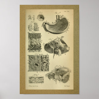 Stomach Posters | Zazzle