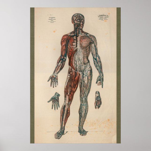 1851 Vintage Blood Supply Anatomy Chart (Front)
