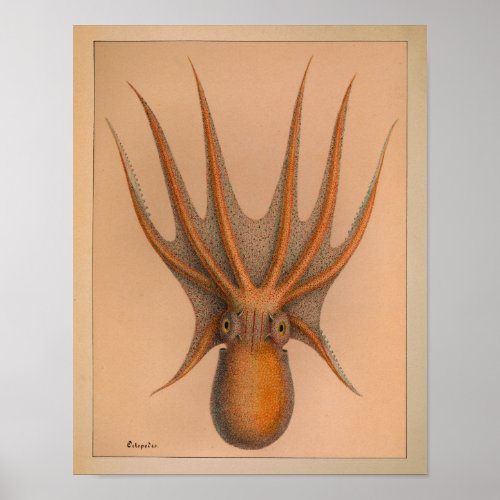 1851 Vintage Color Octopus Print