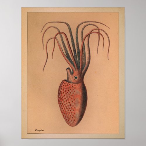 1851 Vintage Color Octopus Print